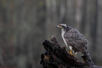 Hawk on meadow.