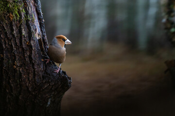Hawfinch on tree.