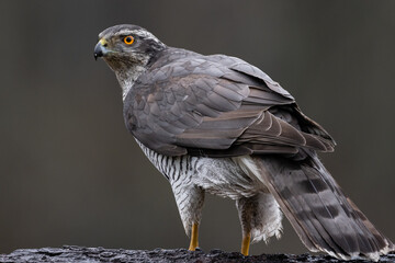 Hawk on meadow.