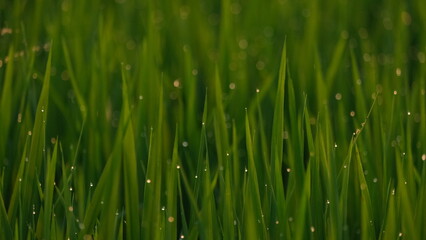 Fototapeta na wymiar Rice plant dehydration