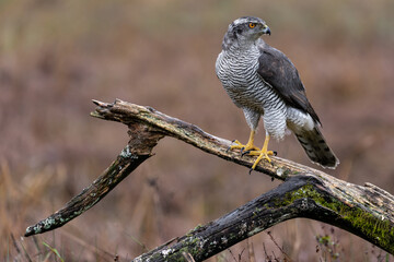Hawk on meadow.