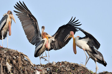 I captured this image of the endangered Greater Adjutant Storks (Leptoptilos dubius) at Boragaon...