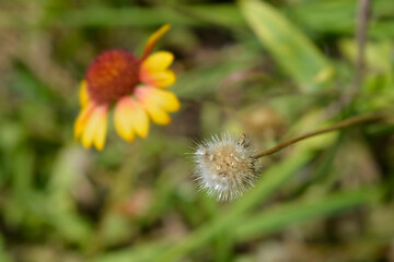 Blanket flower