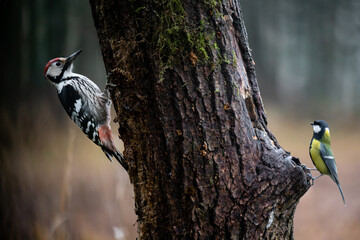 White-backed woodpecker  and Great tit
