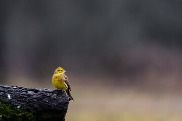 Yellowhammer on branch.