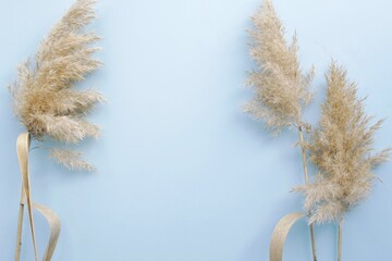 Dry pampas grass reeds agains on a blue background 