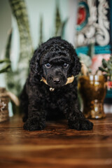 Adorable miniature black poodle puppy posing. Indoors shot on natural light.