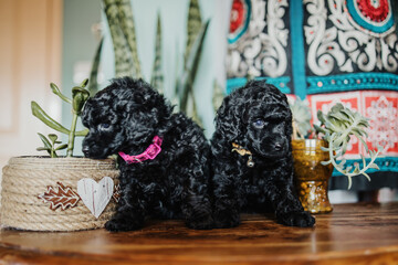 Two adorable black miniature black poodle puppies posing. Indoors shot on natural light.
