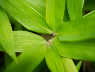 bamboo leafs green