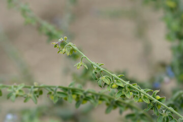 Cretan Blue hounds tongue