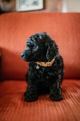 Adorable puppy of purebred black miniature poodle sitting on on red sofa and looking at side.
