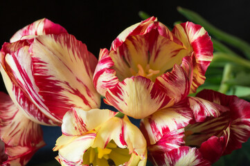 Beautiful flower tulip with blue reflection in glass © ovcerleonid