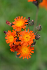 Orange hawkweed Rotgold Hybrids