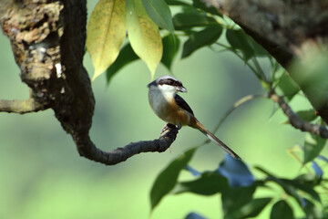 Long Tailed Shrike Bird Is Sitting On The Tree