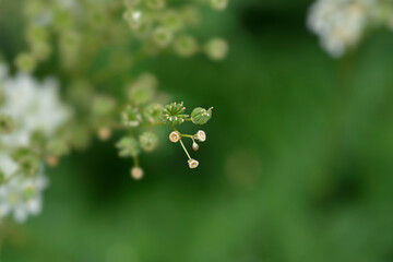 Fern-leaf dropwort