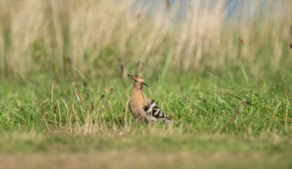 Hoopoe, close up, looking for food on the grass, next to a beach in Scotland in the Autumn.