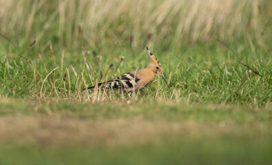 Hoopoe, close up, looking for food on the grass, next to a beach in Scotland in the Autumn.