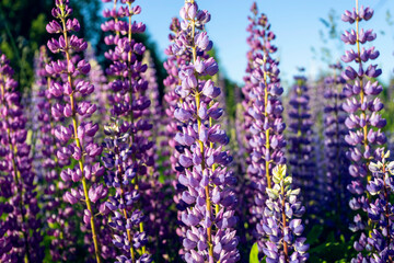 Blue lupines in a field on a sunny summer evening.