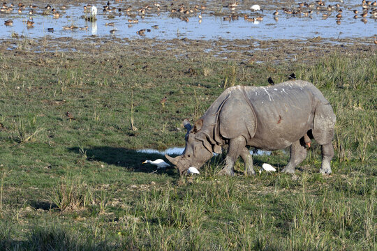 Male Greater One Horned Rhino Accompanied By Three Cattle Egrets On The Ground And Tow Jungle Maynas On His Back Is Grzing In The Field