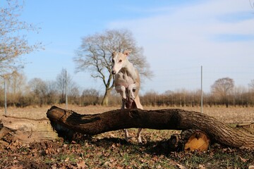 beautiful galgo is jumping over a large tree trunk in the forest