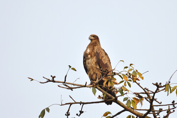 Pallas's Fish Eagle Is Sitting On The Branch Of A Tree
