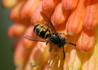 Common wasp