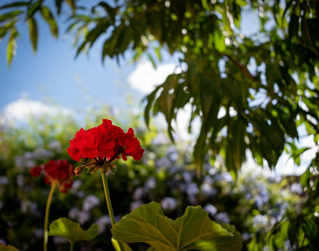 
Beautiful Red Summer Flowers