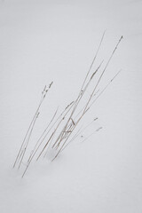 dry herbage on white snow pavement