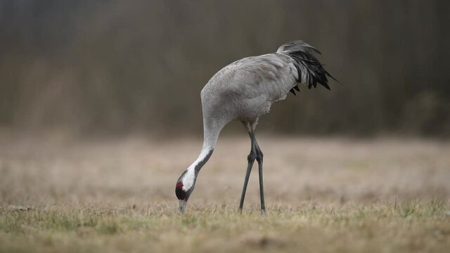 Common crane ( Grus grus ) 