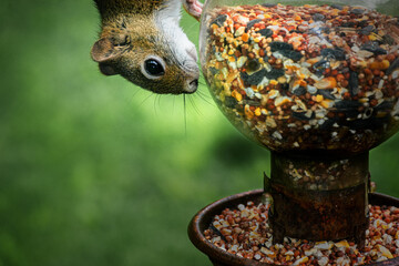 A curious squirrel looks at this glass glove feeder as it makes its way to the seed tray below.  Bird feeder with a squirrel on it in our yard in Windsor in Broome County in Upstate NY.