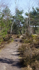 Chemin sablonneux forêt de Fontainebleau - France