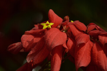 Red Dona Flower With Dark Background