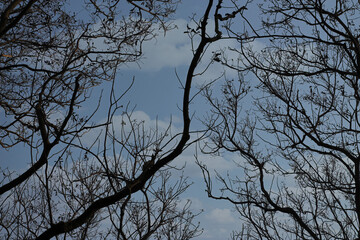 branches of a tree under the blue sky