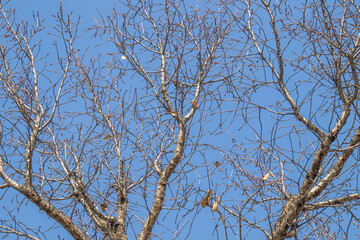 Dry branches of a fruit tree against the sky.