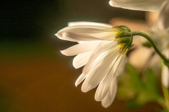 Daisy