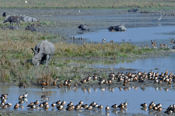 Scenario Of Pobitora Wildlife Sanctuary With Wild Animals And Migratory Birds