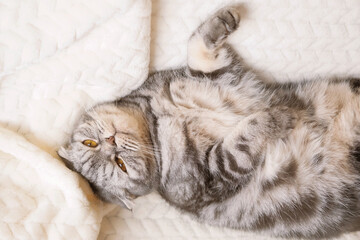The gray Scottish fold cat lies wrapped in a warm beige plaid. Cozy cute warm home concept with a pet.