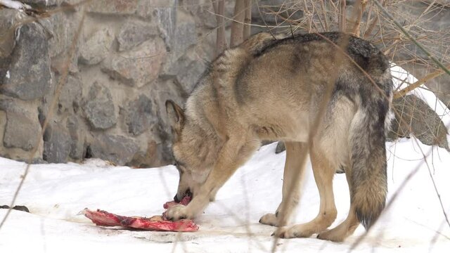 wolf eating meat in the snow