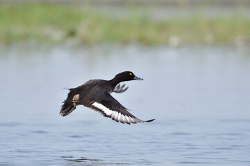 Tufted Duck Is Taking Off From The Wetland
