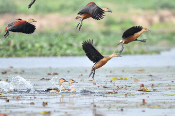 Lesser Whistling Ducks Are Taking Off From The Wetland
