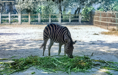 A zebra eats grass alone at the zoo on a sunny day