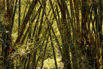 Mata Bambu Florestas Paisagens