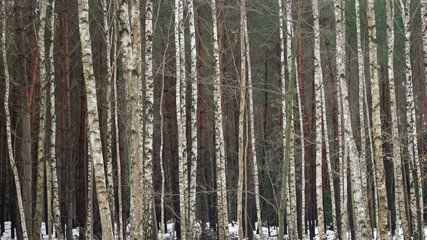 natural forest scenery line of many trees trunks 