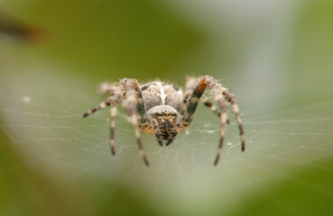 Garden Spider