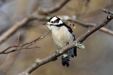 Male Downy Woodpecker