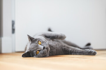 British cat lying on the floor at home. British shorthair portrait