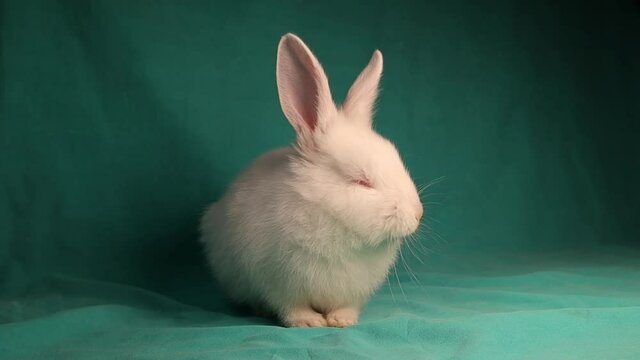 white rabbit wants to sleep on a green background.
The bunny face be drowsy. a beautiful little rabbit sleeping. Cute sleepy rabbit isolated - Dreams, Meditation, Relaxation, Peace