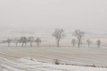 line of trees in rural landscape foggy day