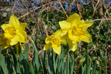 daffodils in spring
