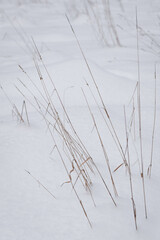 Fototapeta na wymiar dry herbage on snow covered pattern